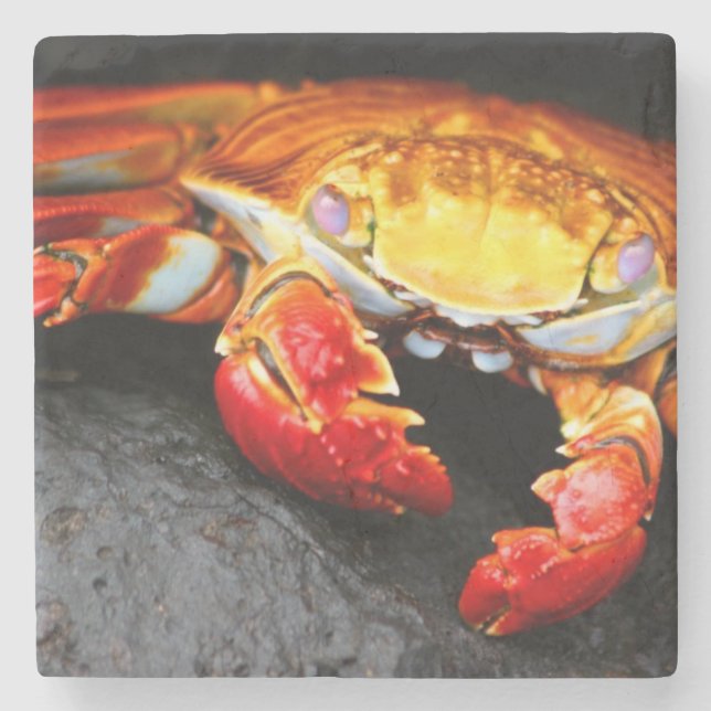Galapagos Crab Stone Coaster (Front)