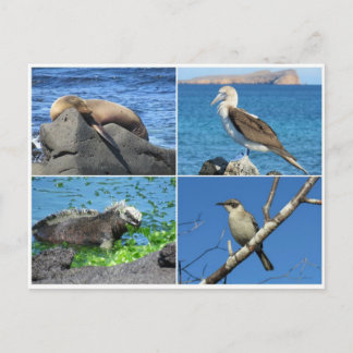 galapagos four postcard