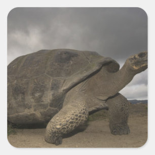 Galapagos Giant Tortoise Geochelone Square Sticker