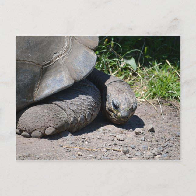 Galapagos Giant Tortoise Postcard (Front)