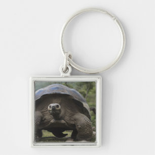 Galapagos Giant Tortoises Geochelone Key Ring