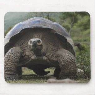 Galapagos Giant Tortoises Geochelone Mouse Pad