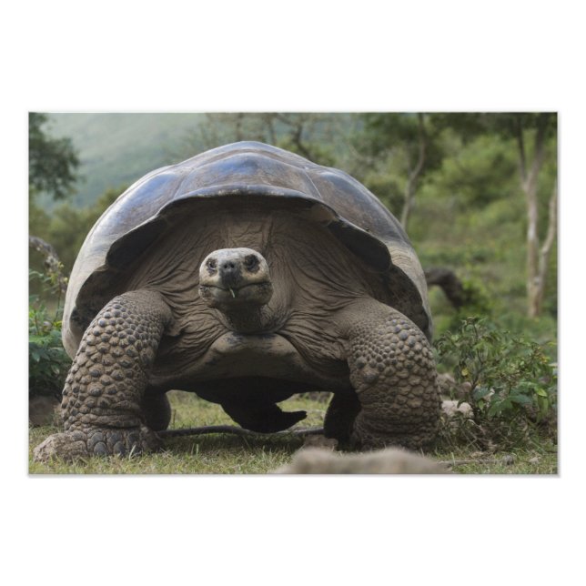 Galapagos Giant Tortoises Geochelone Photo Print (Front)
