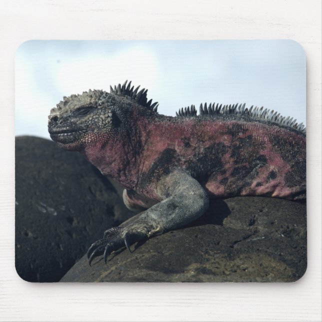 Galápagos Islands Black Iguana Mouse Pad (Front)