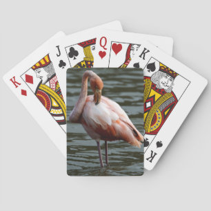 Galapagos Islands Flamingo Playing Cards