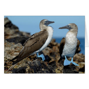 Galapagos Islands, Isabela Island