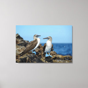 Galapagos Islands, Isabela Island Canvas Print