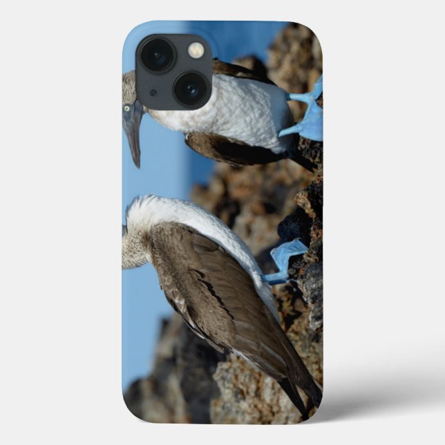 Galapagos Islands, Isabela Island Case-Mate iPhone Case (Back)