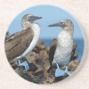 Galapagos Islands, Isabela Island Coaster