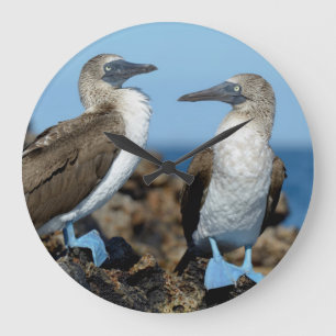 Galapagos Islands, Isabela Island Large Clock