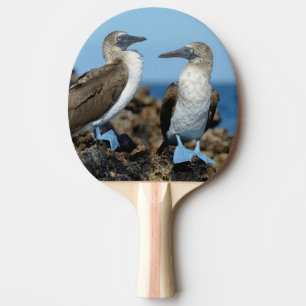 Galapagos Islands, Isabela Island Ping Pong Paddle