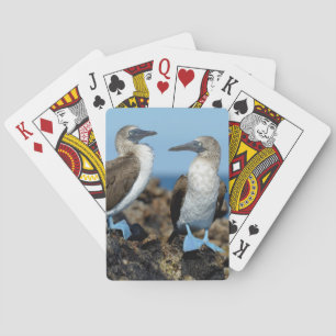 Galapagos Islands, Isabela Island Playing Cards