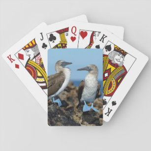Galapagos Islands, Isabela Island Playing Cards