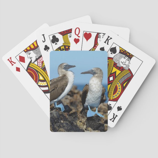 Galapagos Islands, Isabela Island Playing Cards (Back)