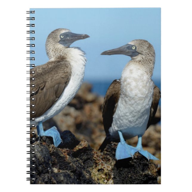 Galapagos Islands, Isabela Island Spiral Notebook (Front)