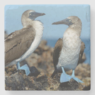 Galapagos Islands, Isabela Island Stone Coaster