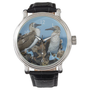 Galapagos Islands, Isabela Island Watch