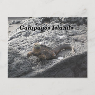 Galapagos Islands Postcard