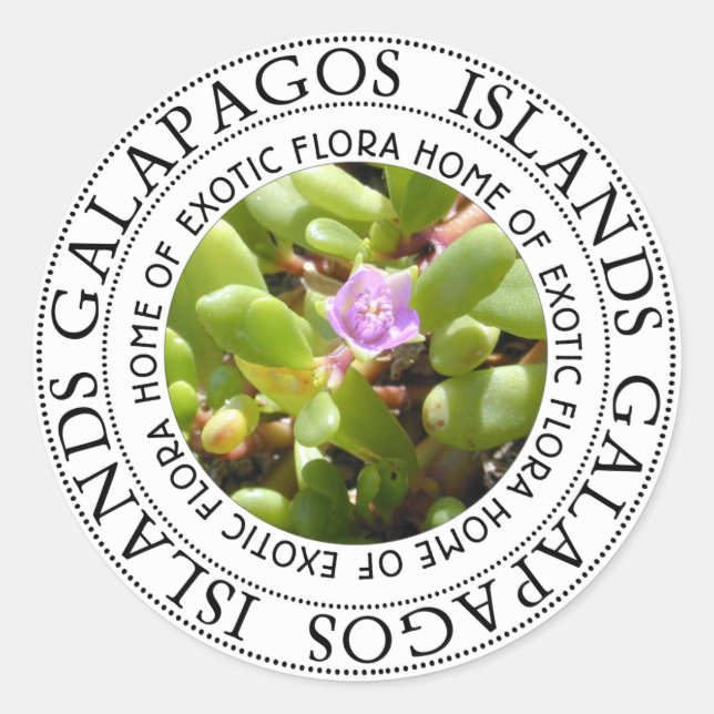 Galapagos Islands Sesuvian Plant Classic Round Sticker (Front)