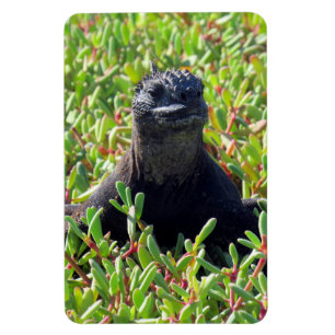galapagos marine iguana green magnet