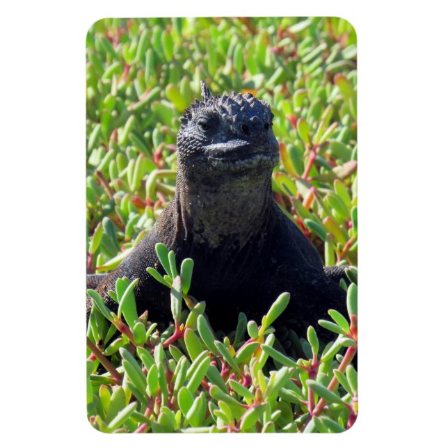 galapagos marine iguana green magnet (Vertical)