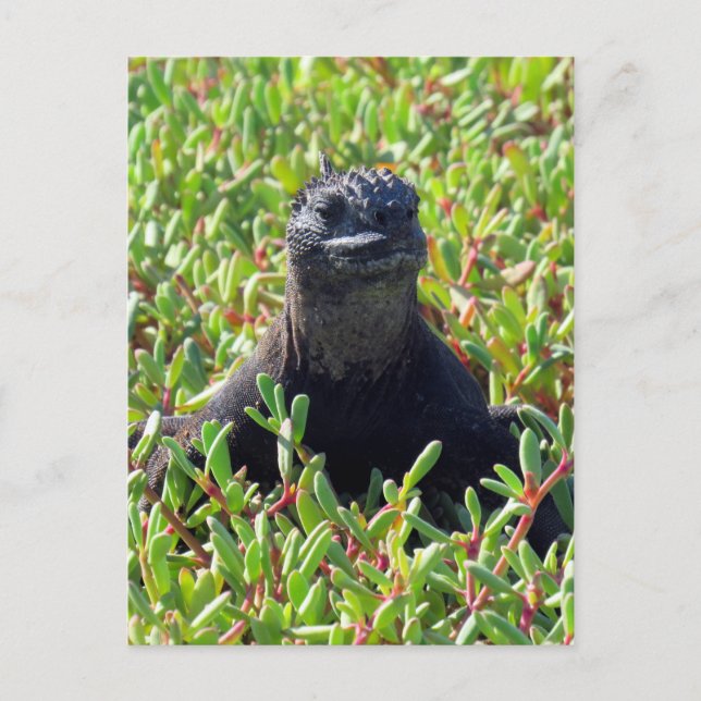 galapagos marine iguana green postcard (Front)