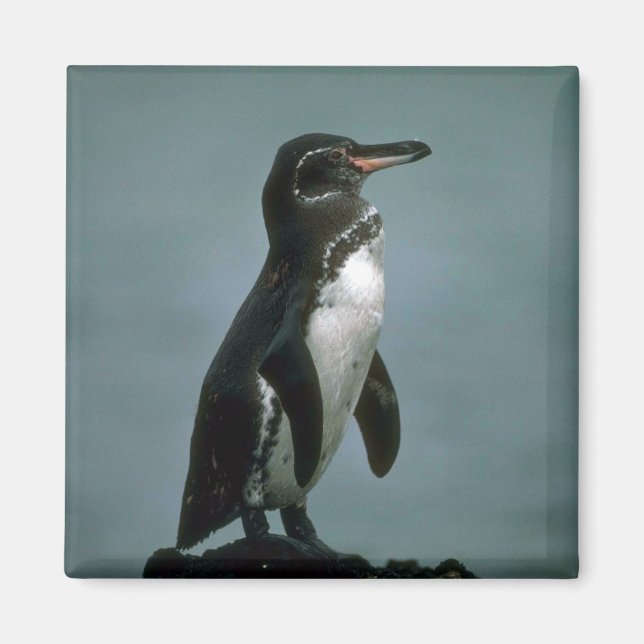 Galapagos' Penguin On Lava Rock Magnet (Front)