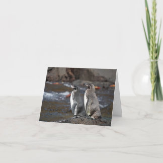 Galapagos Penguin Pair Greeting Card