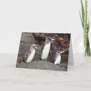 Galapagos Penguins Folded Greeting Card