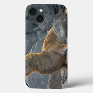 Galapagos sea lion iPhone 13 case