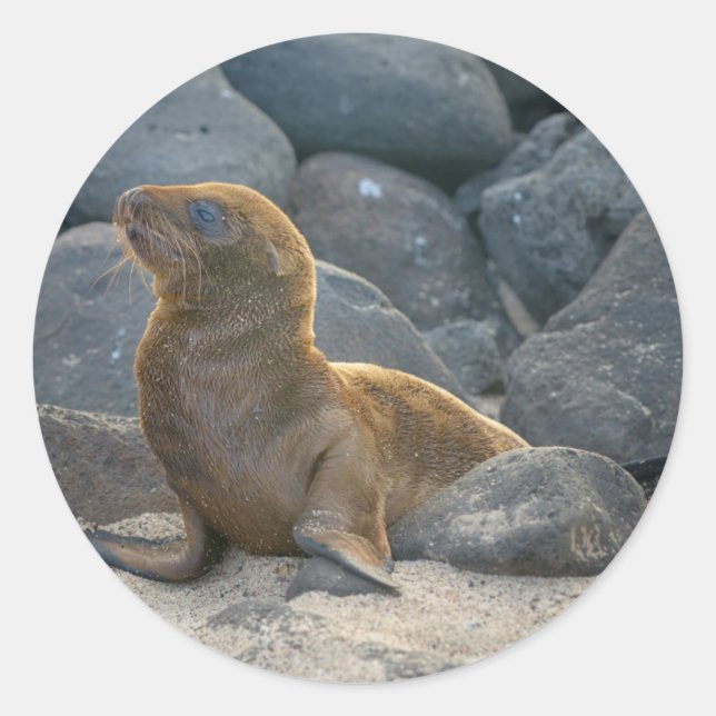 Galapagos Sea Lion Classic Round Sticker (Front)