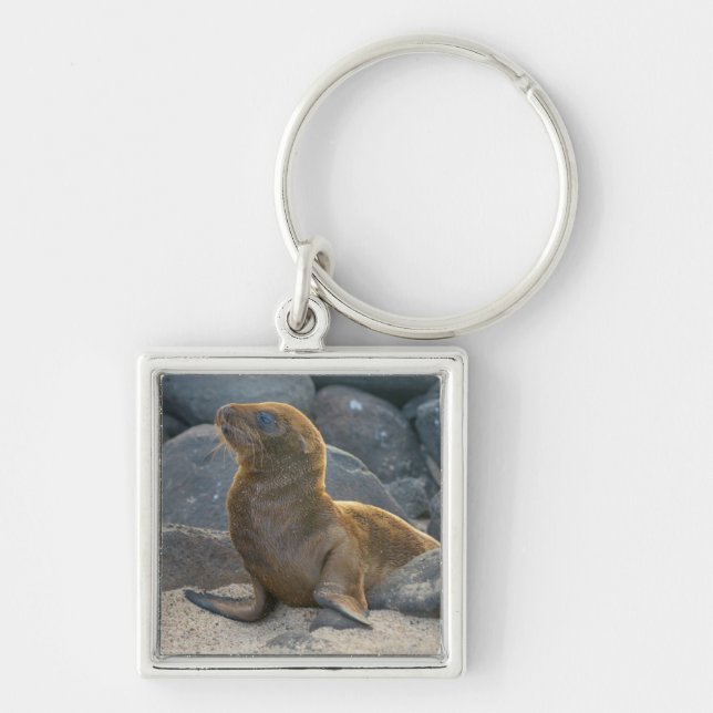 Galapagos Sea Lion Key Ring (Front)
