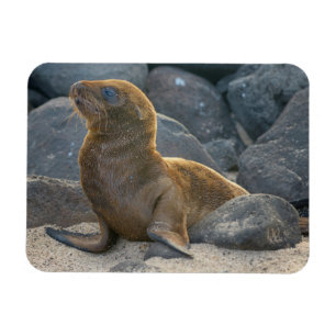Galapagos Sea Lion Magnet