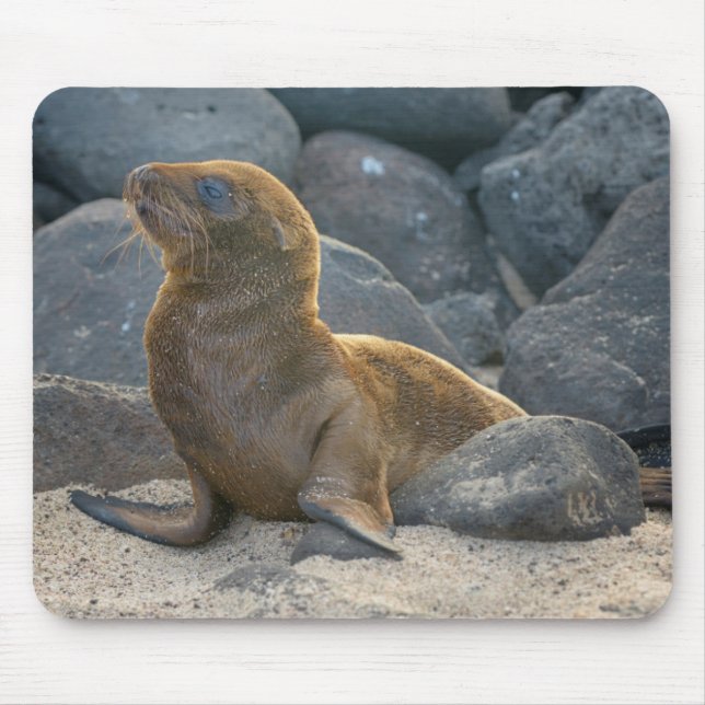 Galapagos Sea Lion Mouse Pad (Front)
