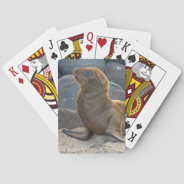 Galapagos Sea Lion Playing Cards (Back)