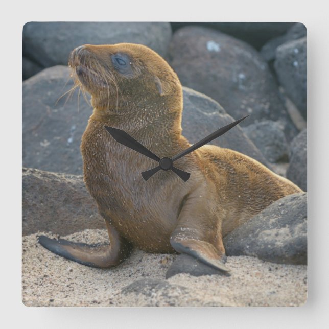 Galapagos Sea Lion Square Wall Clock (Front)