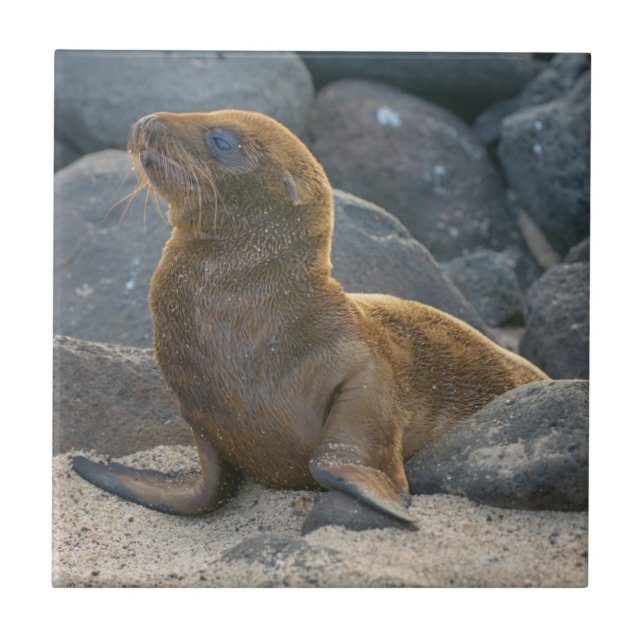 Galapagos Sea Lion Tile (Front)