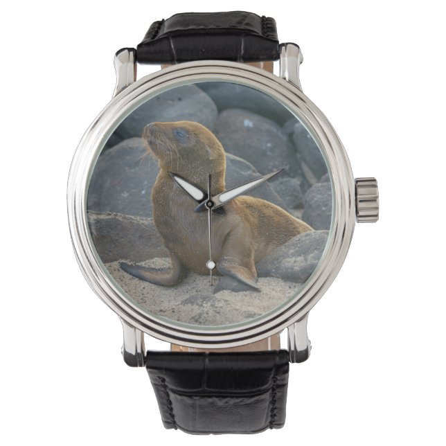 Galapagos Sea Lion Watch (Front)