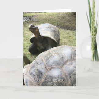 galapagos tortoise greeting card #2 (blank inside)
