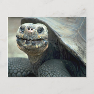 Galapagos Tortoise Postcard