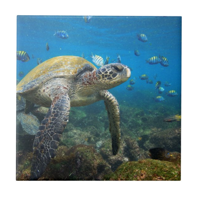 Galapagos turtles swimming in lagoon tile (Front)
