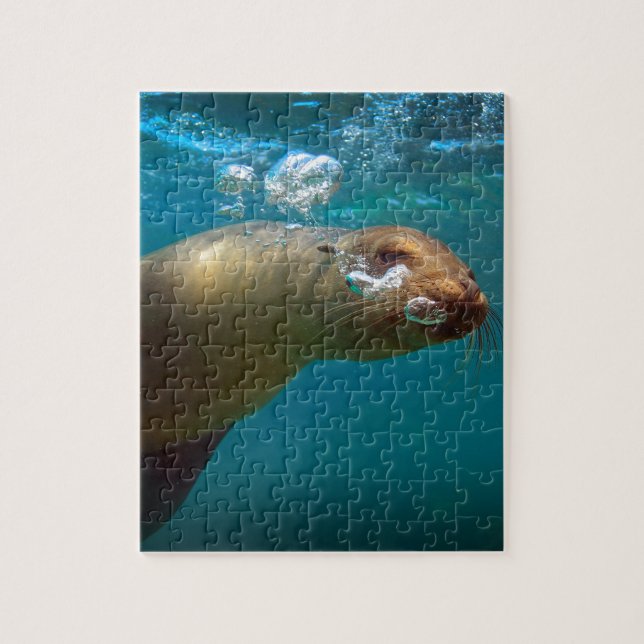 Galapagos underwater curious sea lion paradise jigsaw puzzle (Vertical)