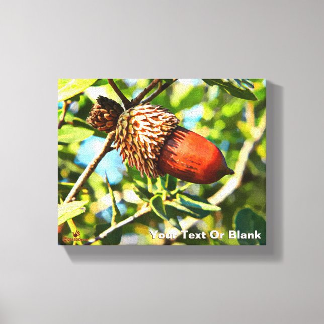 Galilee Acorn Canvas Print (Front)