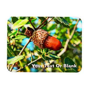 Galilee Acorn Magnet