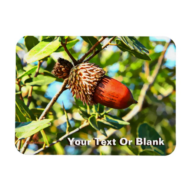 Galilee Acorn Magnet (Horizontal)