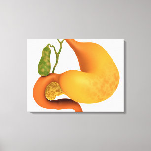 Gall Bladder With Stomach Canvas Print