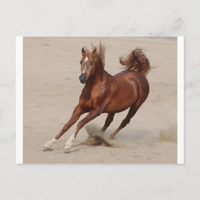 Galloping Brown Chestnut Horse Kicks Up Sand Postcard (Front)