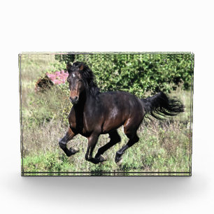 Galloping Chestnut Horse Photo Block