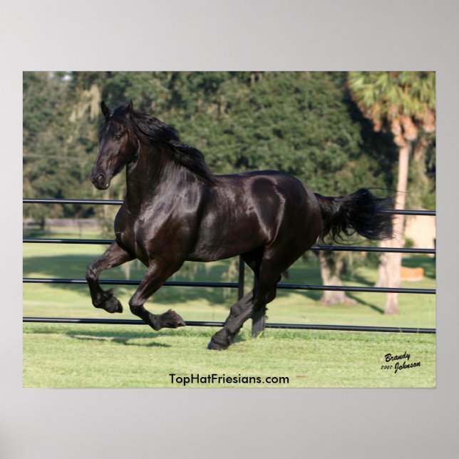 Galloping Friesian Beauty Poster (Front)
