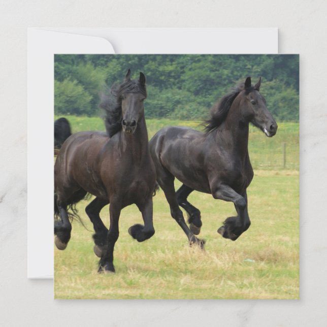 Galloping Friesian Horses  Invitations (Front)